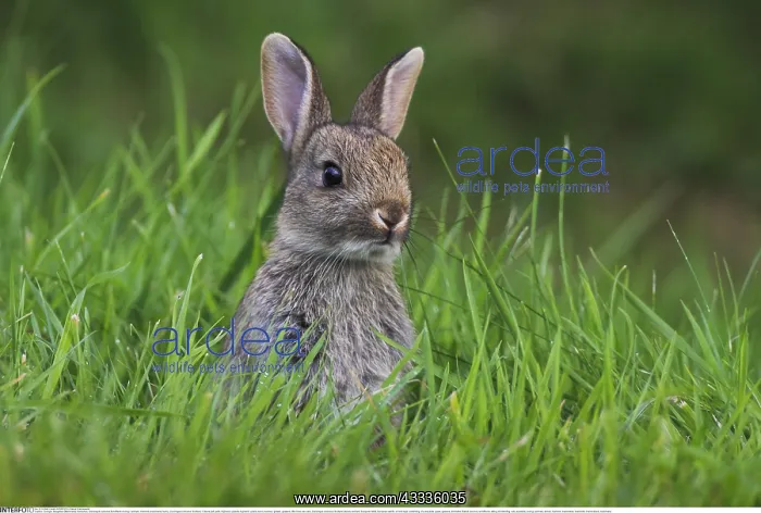 : Zoologie, S??ugetiere (Mammalia), Kaninchen, Oryclolagus : Zoologie, S??ugetiere (Mammalia), Kaninchen, Oryclolagus