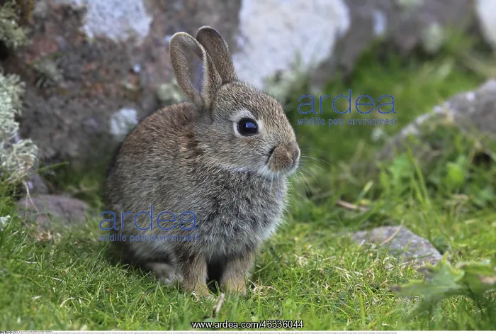 : Zoologie, S??ugetiere (Mammalia), Kaninchen, Oryclolagus : Zoologie, S??ugetiere (Mammalia), Kaninchen, Oryclolagus