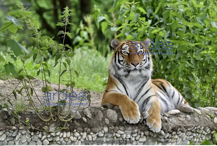 : Zoologie, S??ugetiere (Mammalia), Sibirischer Tiger : Zoologie, S??ugetiere (Mammalia), Sibirischer Tiger