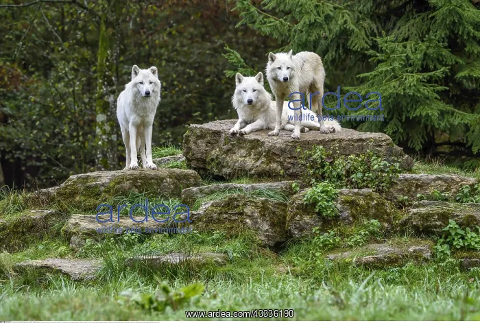 : Zoologie, S??ugetiere (Mammalia), Polarw??lfe, Wei??w??lfe : Zoologie, S??ugetiere (Mammalia), Polarw??lfe, Wei??w??lfe