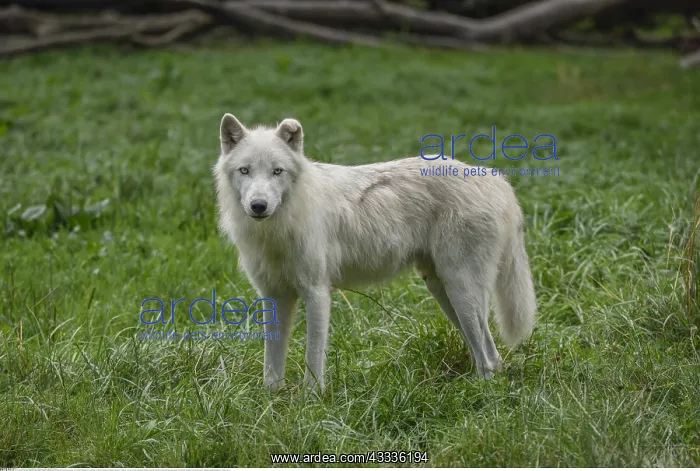  : Zoologie, S??ugetiere (Mammalia), Polarwolf, Wei??wolf