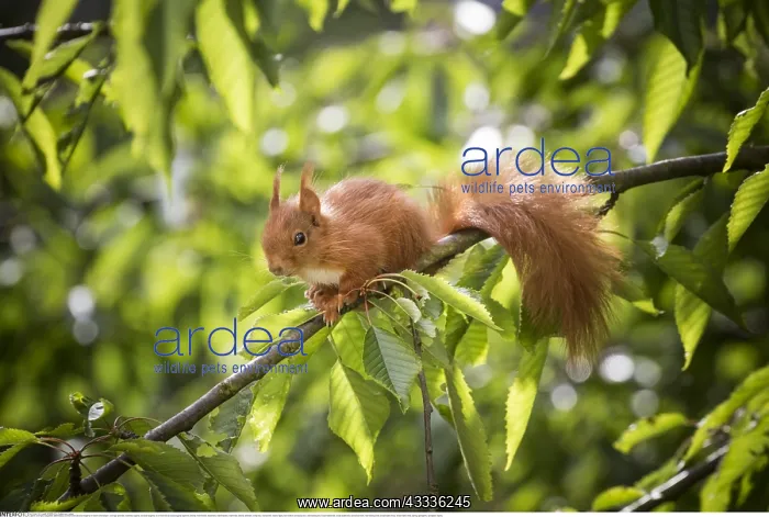: Zoologie, S??ugetiere (Mammalia), Eichh??rnchen : Zoologie, S??ugetiere (Mammalia), Eichh??rnchen