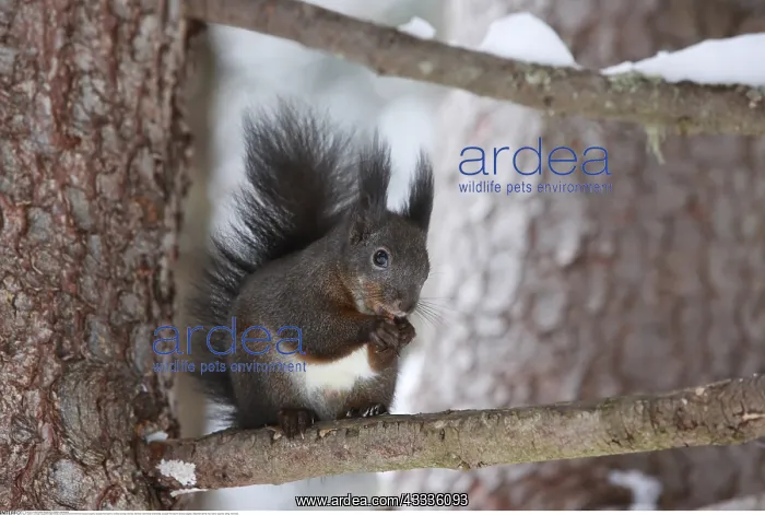 : Zoologie, S??ugetiere (Mammalia), Europaeisches : Zoologie, S??ugetiere (Mammalia), Europaeisches