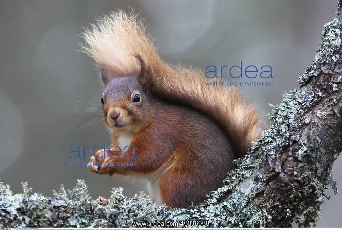: Zoologie, S??ugetiere (Mammalia), Europ??isches : Zoologie, S??ugetiere (Mammalia), Europ??isches
