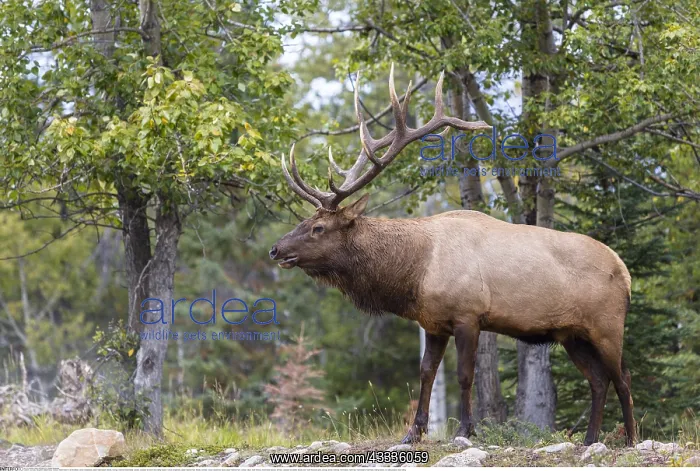 : Zoologie, S??ugetiere (Mammalia), Kanada, Wapiti : Zoologie, S??ugetiere (Mammalia), Kanada, Wapiti