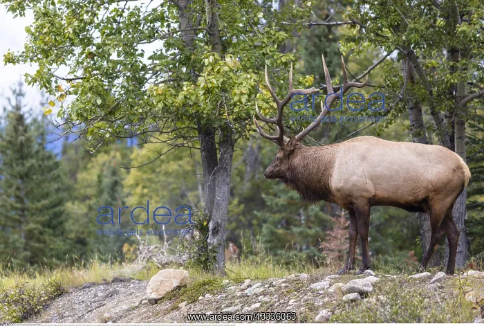 : Zoologie, S??ugetiere (Mammalia), Kanada, Wapiti : Zoologie, S??ugetiere (Mammalia), Kanada, Wapiti