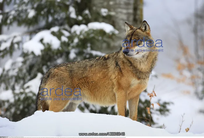: Zoologie, S??ugetiere (Mammalia), Wolf, Gemeiner : Zoologie, S??ugetiere (Mammalia), Wolf, Gemeiner