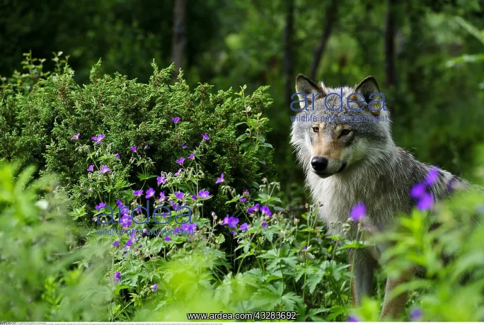 : Zoologie, S??ugetiere, W??lfe, Wolf, (Canis lupus) : Zoologie, S??ugetiere, W??lfe, Wolf, (Canis lupus)