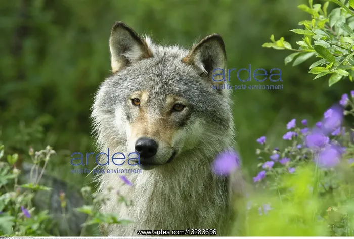: Zoologie, S??ugetiere, W??lfe, Wolf, (Canis lupus) : Zoologie, S??ugetiere, W??lfe, Wolf, (Canis lupus)