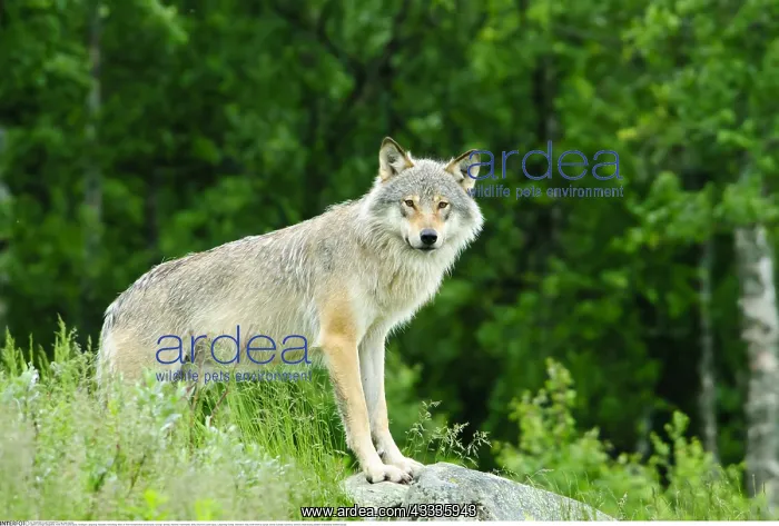 : Zoologie, S??ugetiere, W??lfe, Wolf, (Canis lupus) : Zoologie, S??ugetiere, W??lfe, Wolf, (Canis lupus)