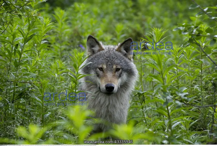 : Zoologie, S??ugetiere, W??lfe, Wolf, (Canis lupus) : Zoologie, S??ugetiere, W??lfe, Wolf, (Canis lupus)