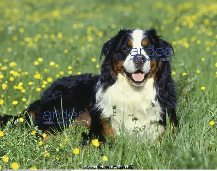 : Zoologie, S&x4d67;etiere, Hunde, (Canis lupus familiaris) : Zoologie, S&x4d67;etiere, Hunde, (Canis lupus familiaris)