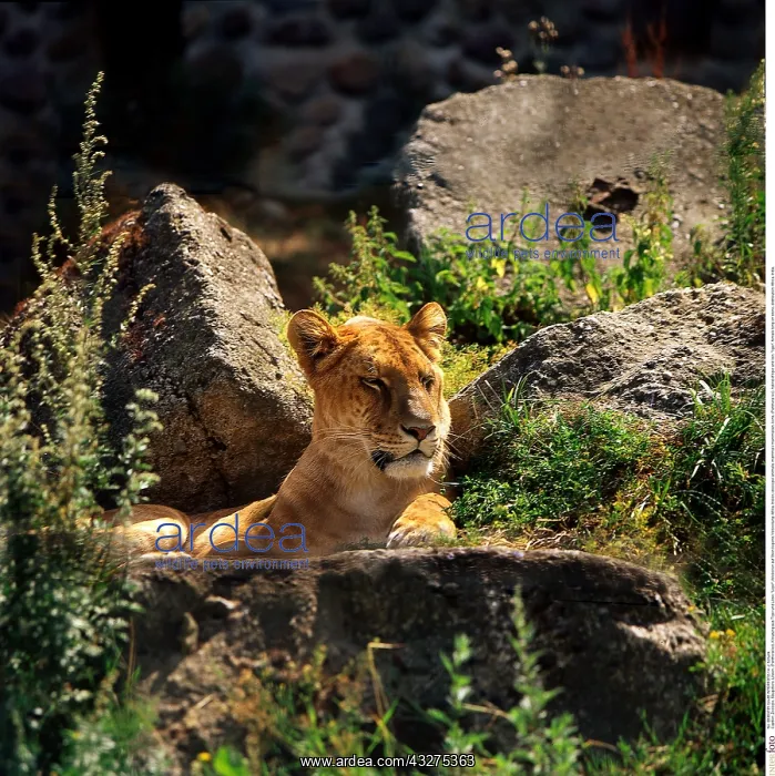 : Zoologie, S&x4d67;etiere, L&x1b796e;, (Panthera : Zoologie, S&x4d67;etiere, L&x1b796e;, (Panthera