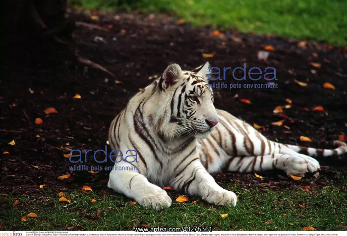 : Zoologie, S&x4d67;etiere, Tiger, K&x1aea67;stiger : Zoologie, S&x4d67;etiere, Tiger, K&x1aea67;stiger