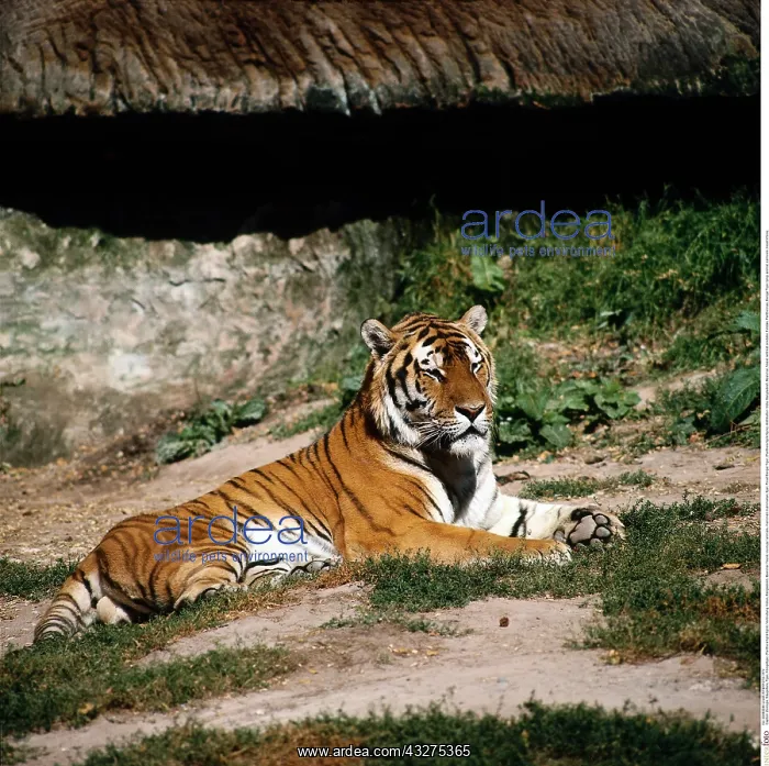 : Zoologie, S&x4d67;etiere, Tiger, K&x1aea67;stiger : Zoologie, S&x4d67;etiere, Tiger, K&x1aea67;stiger