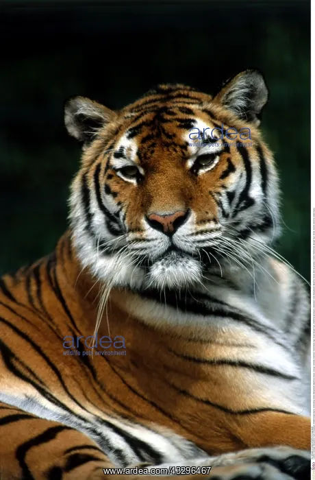 : Zoologie, S&x4d67;etiere, Tiger, K&x1aea67;stiger : Zoologie, S&x4d67;etiere, Tiger, K&x1aea67;stiger