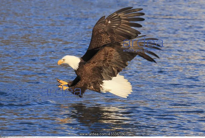 : Zoologie, V??gel (Aves), Weisskopfseeadler (Haliaeetus : Zoologie, V??gel (Aves), Weisskopfseeadler (Haliaeetus