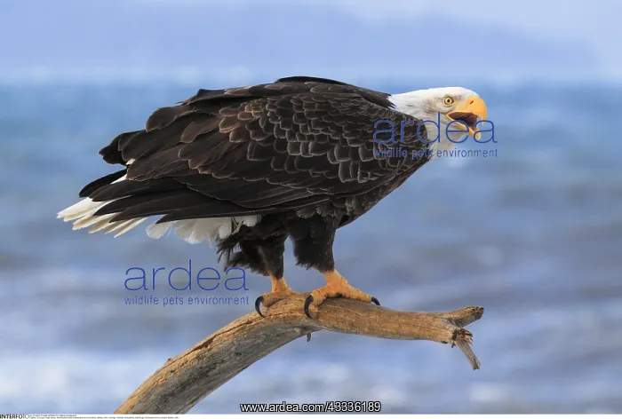 : Zoologie, V??gel (Aves), Weisskopfseeadler (Haliaeetus : Zoologie, V??gel (Aves), Weisskopfseeadler (Haliaeetus