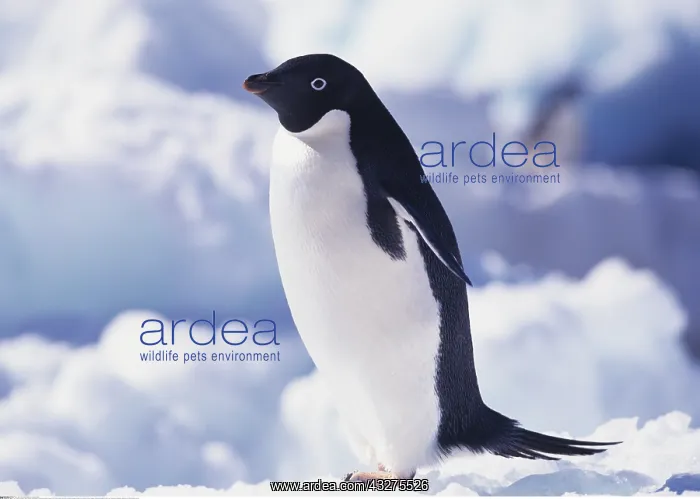 : Zoologie, V&x1a796c;, Pinguine, Adeliepinguin : Zoologie, V&x1a796c;, Pinguine, Adeliepinguin