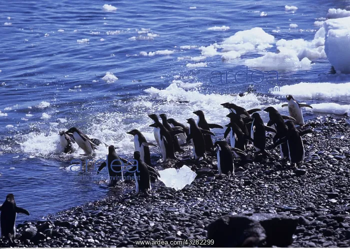: Zoologie, V&x1a796c;, Pinguine, Adeliepinguin : Zoologie, V&x1a796c;, Pinguine, Adeliepinguin