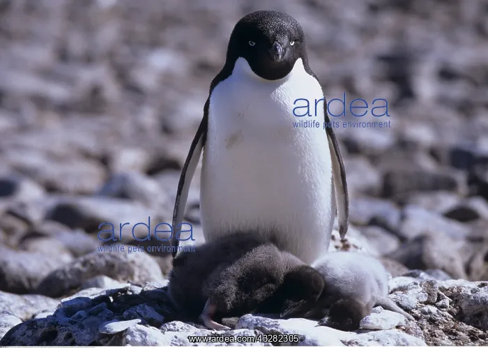 : Zoologie, V&x1a796c;, Pinguine, Adeliepinguin : Zoologie, V&x1a796c;, Pinguine, Adeliepinguin