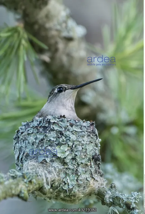 : zoology / animals, avian / bird (aves), Female Ruby-throated : zoology / animals, avian / bird (aves), Female Ruby-throated