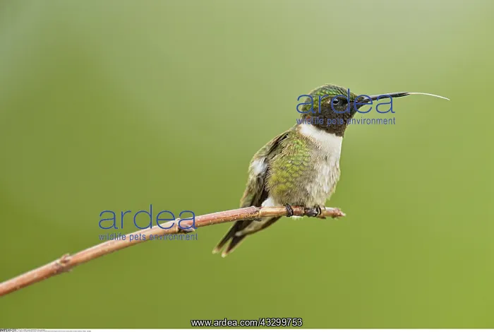 : zoology / animals, avian / bird (aves), Ruby throated : zoology / animals, avian / bird (aves), Ruby throated