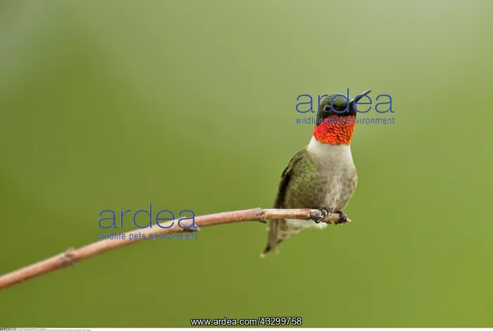 : zoology / animals, avian / bird (aves), Ruby throated : zoology / animals, avian / bird (aves), Ruby throated