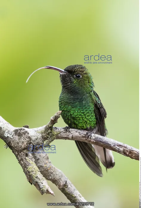 : zoology / animals, avian / bird (aves), White-tailed : zoology / animals, avian / bird (aves), White-tailed
