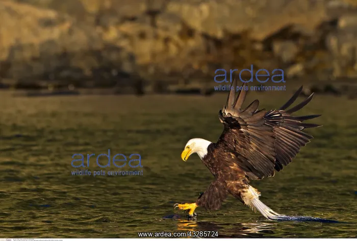 : zoology / animals, avian / bird (aves), Bald eagle : zoology / animals, avian / bird (aves), Bald eagle