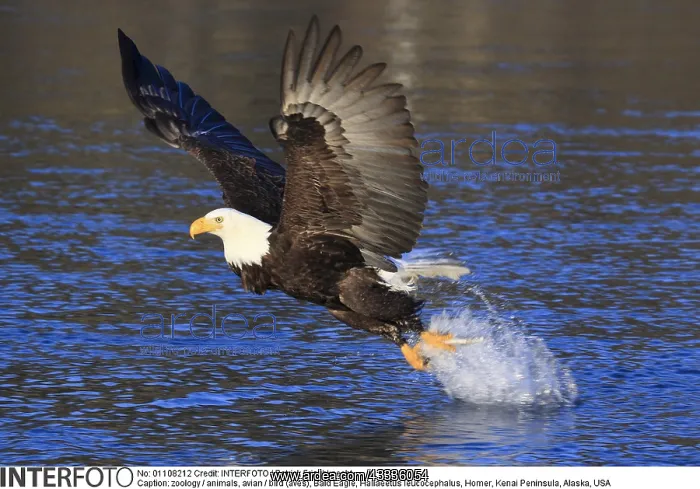 : zoology / animals, avian / bird (aves), Bald Eagle : zoology / animals, avian / bird (aves), Bald Eagle