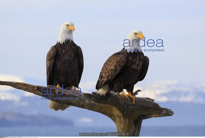 : zoology / animals, avian / bird (aves), Bald Eagle : zoology / animals, avian / bird (aves), Bald Eagle