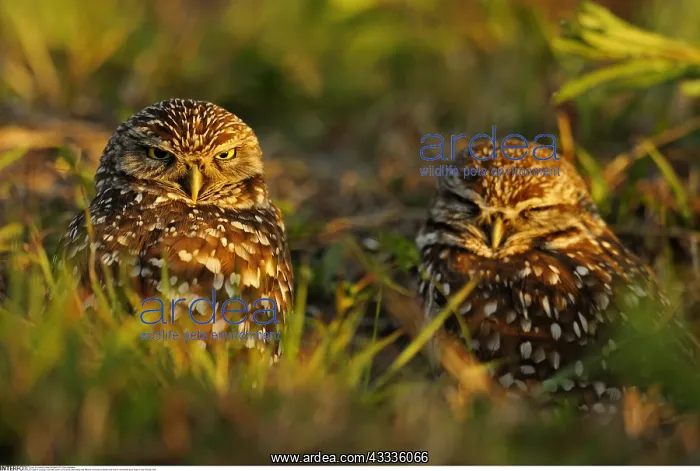: zoology / animals, avian / bird (aves), Burrowing : zoology / animals, avian / bird (aves), Burrowing