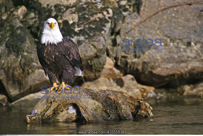 : Zoology / animals, avian / birds, Canada, British : Zoology / animals, avian / birds, Canada, British