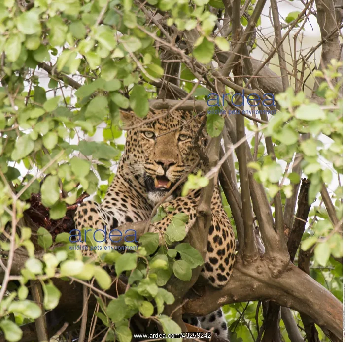 : Zoology / animals, mammal / mammalian (mammalia) : Zoology / animals, mammal / mammalian (mammalia)