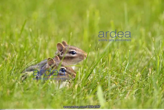 : zoology / animals, mammal / mammalian (mammalia) : zoology / animals, mammal / mammalian (mammalia)