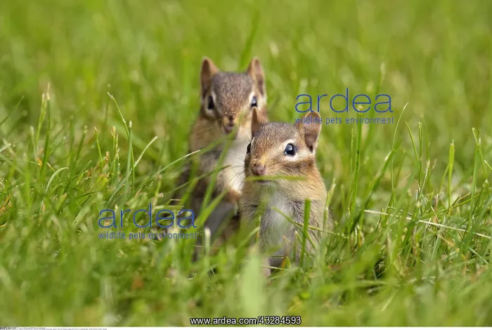 : zoology / animals, mammal / mammalian (mammalia) : zoology / animals, mammal / mammalian (mammalia)