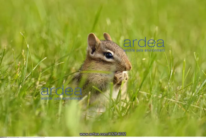 : zoology / animals, mammal / mammalian (mammalia) : zoology / animals, mammal / mammalian (mammalia)