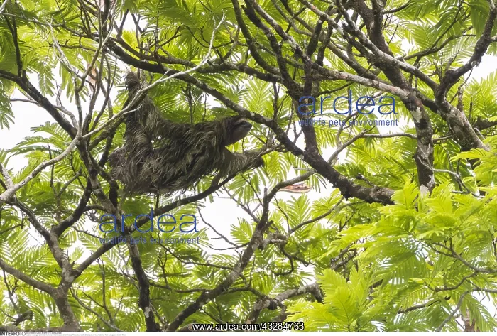 : zoology / animals, mammal / mammalian (mammalia) : zoology / animals, mammal / mammalian (mammalia)