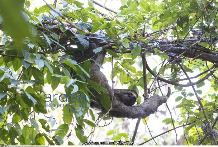 : zoology / animals, mammal / mammalian (mammalia) : zoology / animals, mammal / mammalian (mammalia)