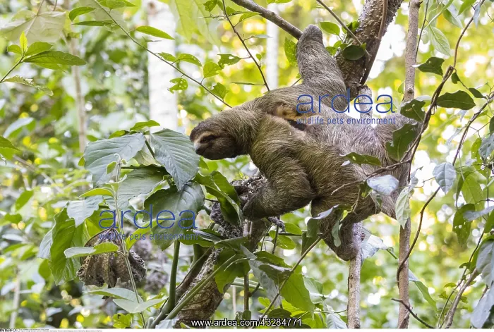 : zoology / animals, mammal / mammalian (mammalia) : zoology / animals, mammal / mammalian (mammalia)