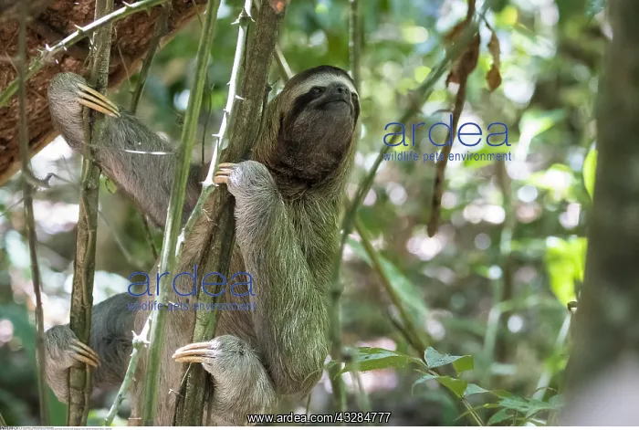 : zoology / animals, mammal / mammalian (mammalia) : zoology / animals, mammal / mammalian (mammalia)