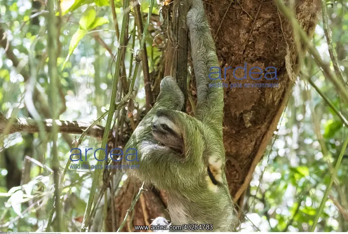 : zoology / animals, mammal / mammalian (mammalia) : zoology / animals, mammal / mammalian (mammalia)
