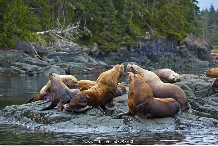 : zoology / animals, mammal / mammalian (mammalia) : zoology / animals, mammal / mammalian (mammalia)