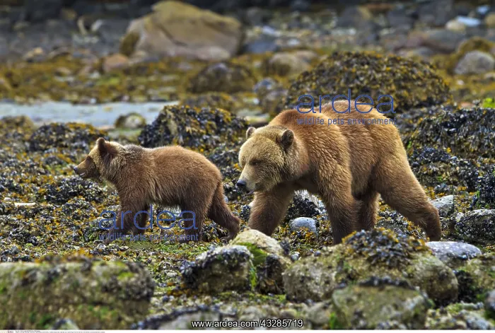 : zoology / animals, mammal / mammalian (mammalia) : zoology / animals, mammal / mammalian (mammalia)