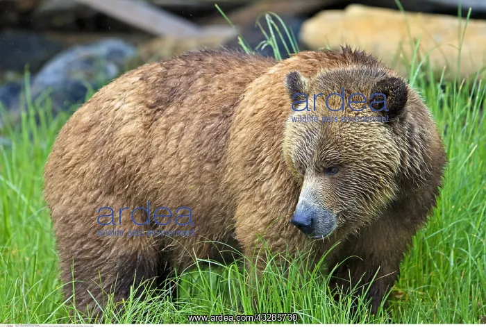 : zoology / animals, mammal / mammalian (mammalia) : zoology / animals, mammal / mammalian (mammalia)