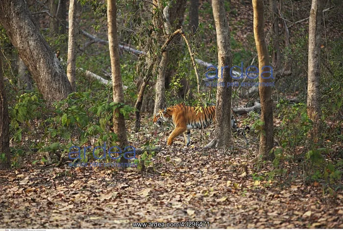 : zoology / animals, mammal / mammalian (mammalia) : zoology / animals, mammal / mammalian (mammalia)