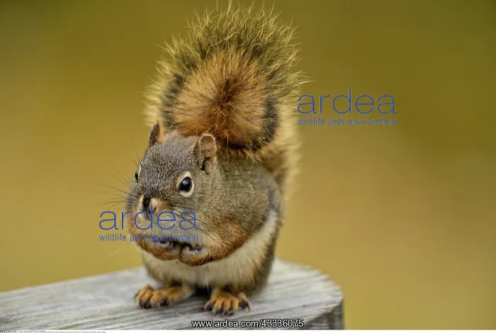 : zoology / animals, mammal / mammalian (mammalia) : zoology / animals, mammal / mammalian (mammalia)