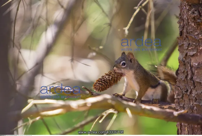 : zoology / animals, mammal / mammalian, USA, Alaska : zoology / animals, mammal / mammalian, USA, Alaska