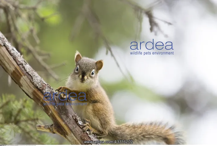 : zoology / animals, mammal / mammalian, USA, Alaska : zoology / animals, mammal / mammalian, USA, Alaska